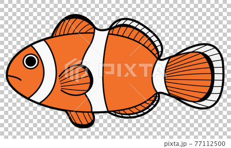 Clown anemonefish 77112500