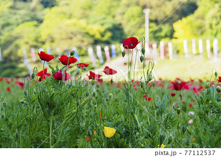 湘南三浦半島の花の名所景勝地神奈川県横須賀市久里浜の花の国のポピーの写真素材