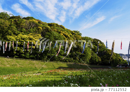 湘南三浦半島の花の名所景勝地神奈川県横須賀市久里浜の花の国のポピー 77112552