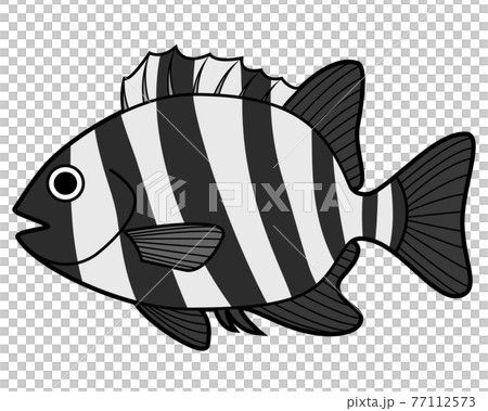 イシダイ 77112573