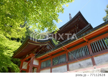 新緑の神護寺　多宝塔　京都市高雄 77112628
