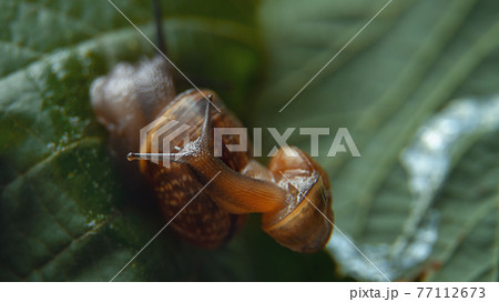 snail sits on another snail and green leaf close-up 77112673