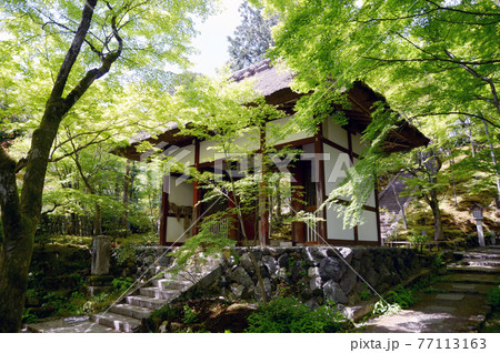 新緑の常寂光寺　仁王門　京都市嵯峨 77113163