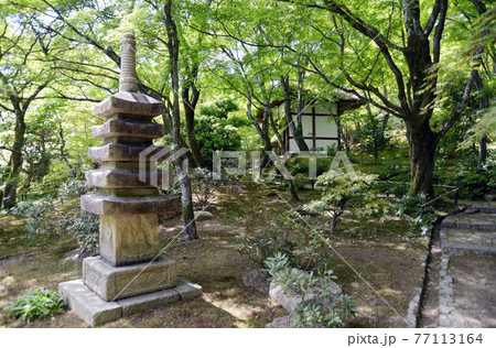 新緑の常寂光寺　五重石塔と仁王門　京都市嵯峨 77113164