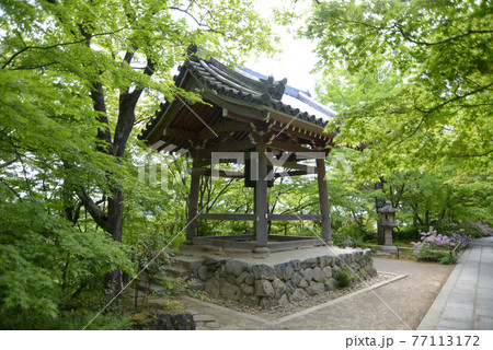 新緑の常寂光寺　鐘楼　京都市嵯峨 77113172