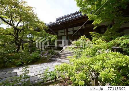 新緑の常寂光寺　本堂　京都市嵯峨 77113302