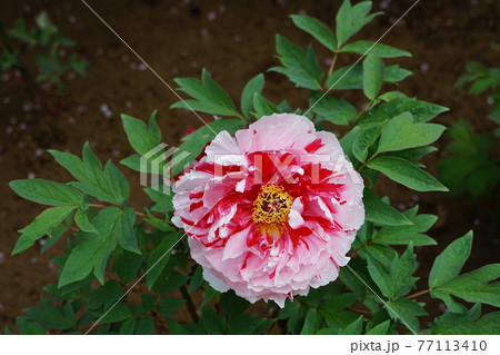 4月　町田289ボタン(牡丹)･ボタン科･ぼたん園･薬師池公園四季彩の杜 77113410