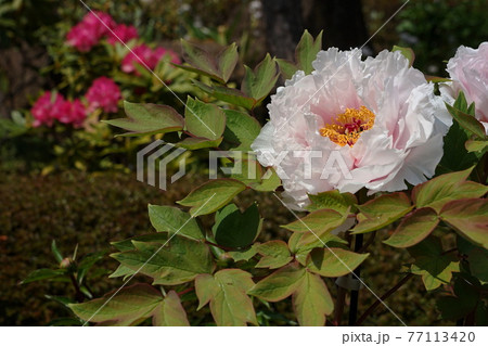 4月　町田279ボタン(牡丹)･ボタン科･ぼたん園･薬師池公園四季彩の杜 77113420