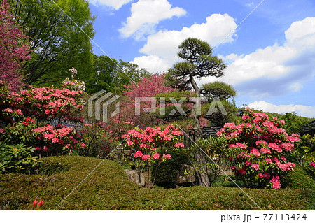 4月 町田275シャクナゲ (石楠花、石南花)・ツツジ科・ぼたん園・薬師池公園四季彩の杜 4月 町田275シャクナゲ (石楠花、石南花)・ツツジ科・ぼたん園・薬師池公園四季彩の杜 77113424