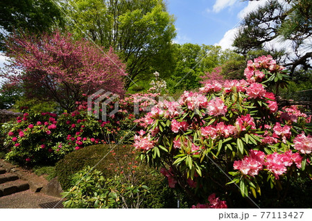 4月 町田274シャクナゲ (石楠花、石南花)・ツツジ科・ぼたん園・薬師池公園四季彩の杜 4月 町田274シャクナゲ (石楠花、石南花)・ツツジ科・ぼたん園・薬師池公園四季彩の杜 77113427