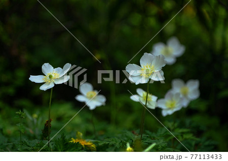 4月　町田267イチリンソウ(一輪草)･キンポウゲ科･萬葉草花苑(薬師池公園) 77113433