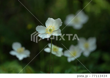 4月　町田268イチリンソウ(一輪草)･キンポウゲ科･萬葉草花苑(薬師池公園) 77113434