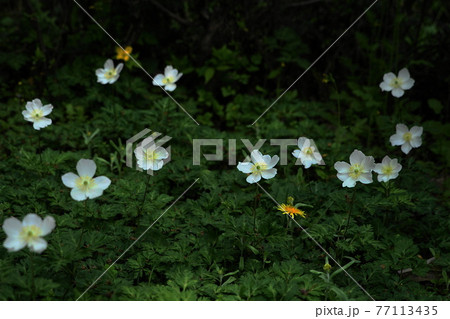 4月　町田266イチリンソウ(一輪草)･キンポウゲ科･萬葉草花苑(薬師池公園) 77113435