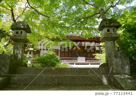 新緑の常寂光寺　本堂　京都市嵯峨 77113441