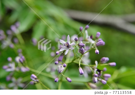 センダンの花 77113558