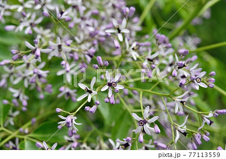 センダンの花 センダンの花 77113559