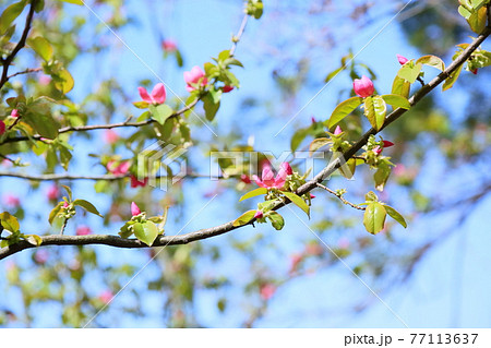 カリンの花 カリンの花 77113637