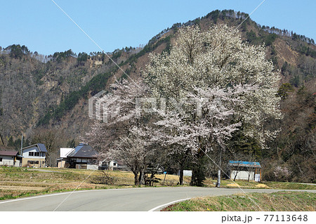 黒谷川の大コブシと桜満開　福島県只見町 77113648
