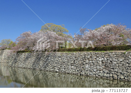 桜咲く内堀② 77113727