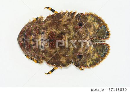 ゾウリエビ, エビ ムラサキハダカエボシ ゾウリエビ, エビ ムラサキハダカエボシ 77113839