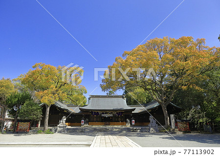 春の姫路護国神社 77113902