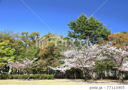 東御屋敷跡公園の桜 77113905