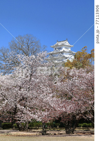 東御屋敷跡公園の桜越しに見る姫路城【縦】 東御屋敷跡公園の桜越しに見る姫路城【縦】 77113906