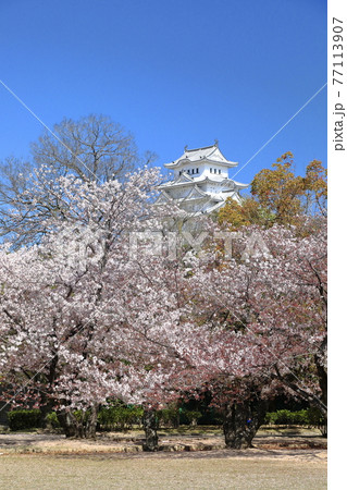 東御屋敷跡公園の桜越しに見る姫路城【縦】② 77113907