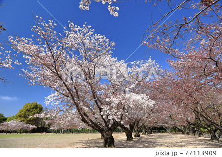 東御屋敷跡公園の桜① 77113909
