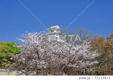 東御屋敷跡公園の桜越しに見る姫路城【横】② 77113911