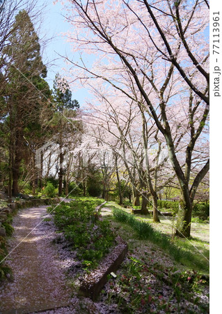 サクラの花　満開 77113961