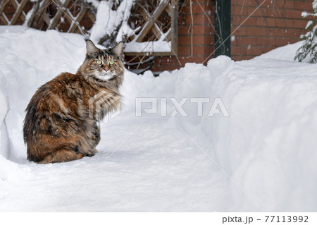 Maine Coon cat sits on snowy path, copy space. 77113992