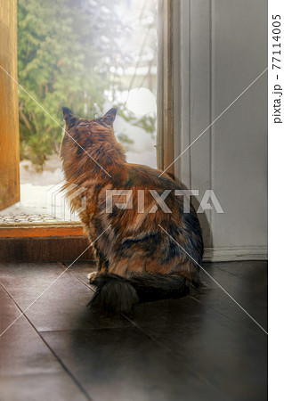 Maine Coon cat sits at the open door to the street. Cat looks at the street sitting at the exit. Rear view, silhouette. Sunny light. 77114005