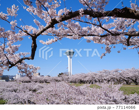 五稜郭タワーと桜 77114066