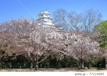 東御屋敷跡公園の桜越しに見る姫路城【横】⑤ 77114095