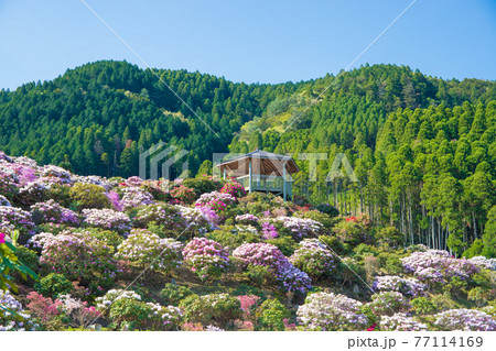 星の花公園のシャクナゲの写真素材