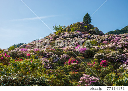 星の花公園のシャクナゲの写真素材