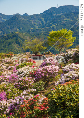 星の花公園のシャクナゲの写真素材