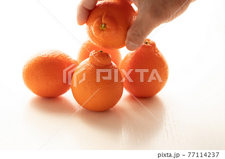 フロリダ州生まれミネオラオレンジ フロリダ州生まれミネオラオレンジ 77114237