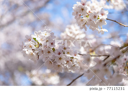 弘前市　弘前公園の満開の桜 77115231
