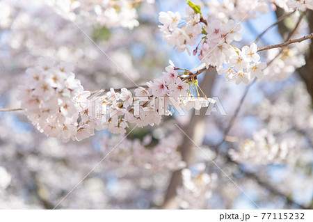 弘前市　弘前公園の満開の桜 77115232