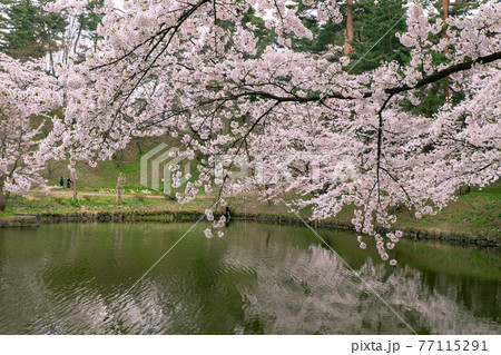 弘前市 弘前公園の満開の桜 弘前市 弘前公園の満開の桜 77115291