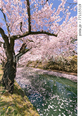 弘前市 弘前公園の満開の桜 弘前市 弘前公園の満開の桜 77115519