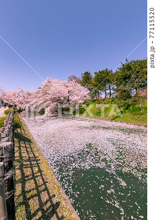 弘前市 弘前公園の満開の桜 弘前市 弘前公園の満開の桜 77115520