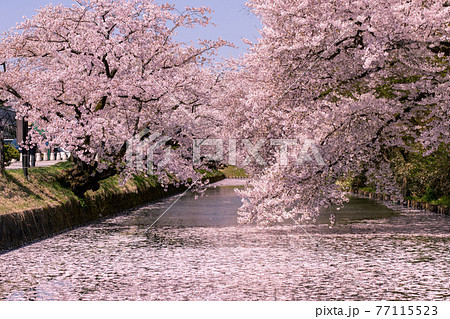 弘前市 弘前公園の満開の桜 弘前市 弘前公園の満開の桜 77115523
