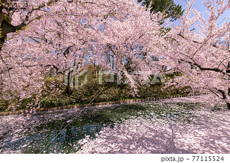 弘前市　弘前公園の満開の桜 77115524
