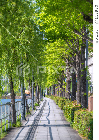 日本の東京都市景観 日比谷通り沿い・新緑の“トンネル” 日本の東京都市景観 日比谷通り沿い・新緑の“トンネル” 77115950