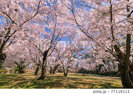 弘前市　弘前公園の満開の桜 77116113