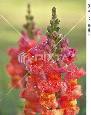 雨の後の金魚草 77116158
