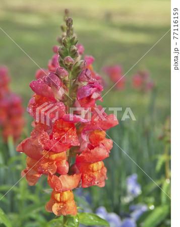 雨の後の金魚草 77116159